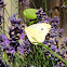 Small Cabbage White butterfly