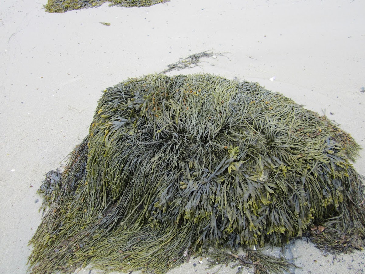 bladderwrack seaweed