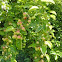 Manzano. Apple tree