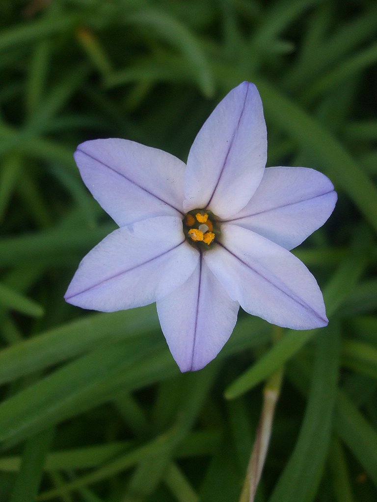 Spring starflower (Τριτέλεια)