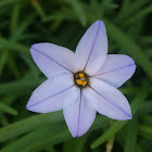 Spring starflower (Τριτέλεια)