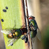 Green bottle Fly