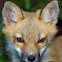 Baby Red Fox