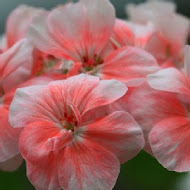 香草菲菲 芳香植物博物館