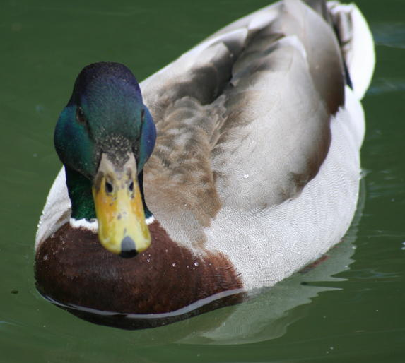 Mallard