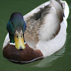 Mallard