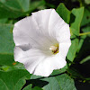 White Bindweed Flower