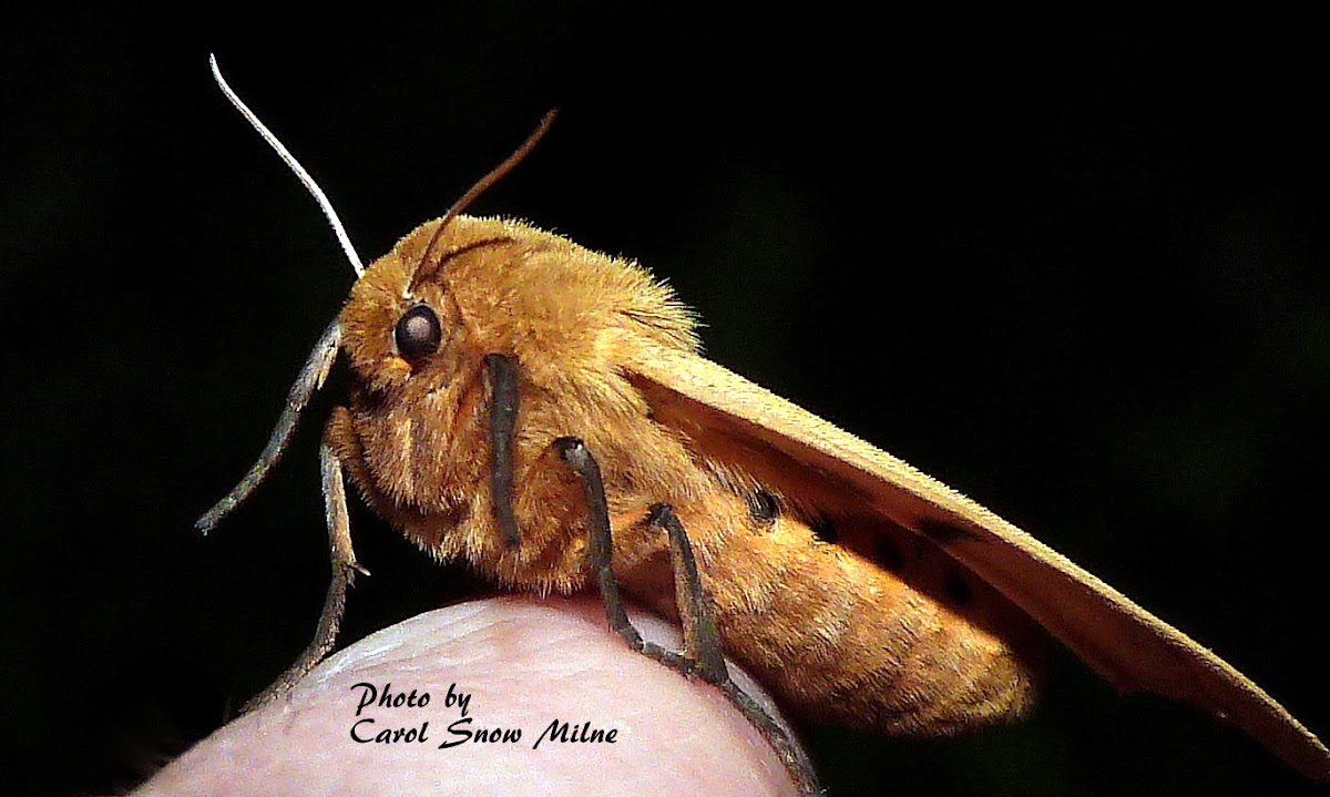 Isabella Tiger Moth