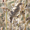 House Finch (female)