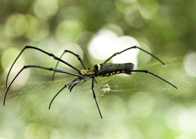 Golden Orb-web Spider