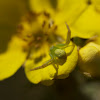 Yellow crab spider