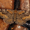 Barberry Geometer