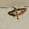 Diaphania Moth