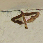 Diaphania Moth