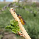Currant sawfly (imported currant worm)