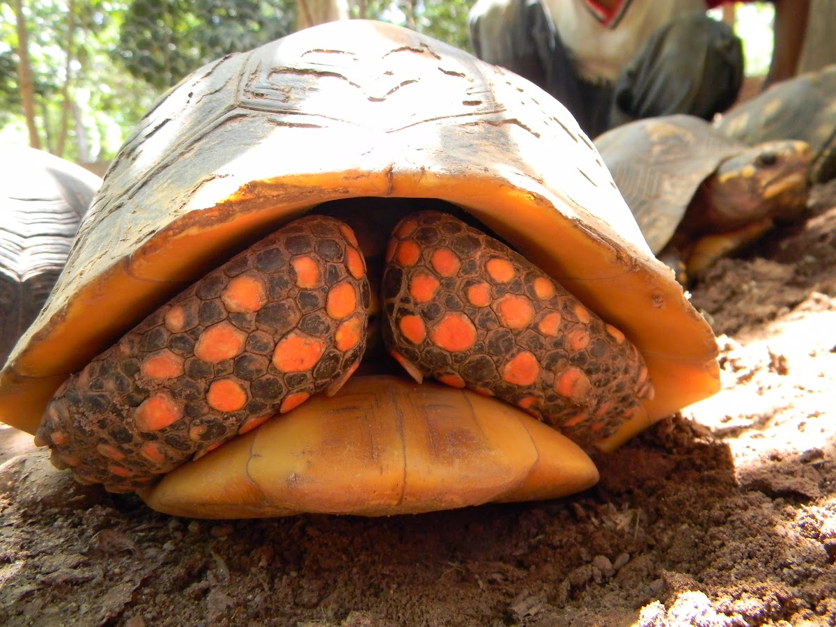 morrocoy - red-footed tortoise