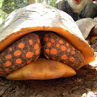 morrocoy - red-footed tortoise