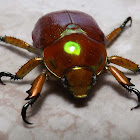Golden Brown Christmas Beetle
