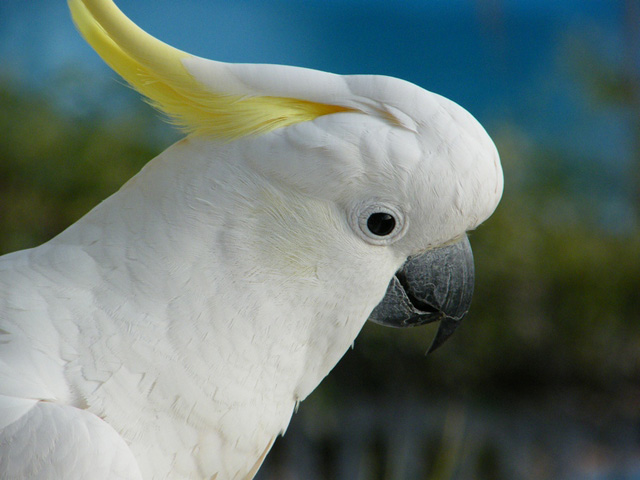 Sulpher Crested Cockatoo