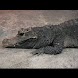 Crocodiles Wallpapers , 壁紙 ワニ