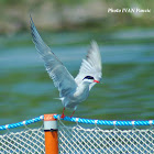 Common Tern