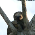 Three-toed sloth