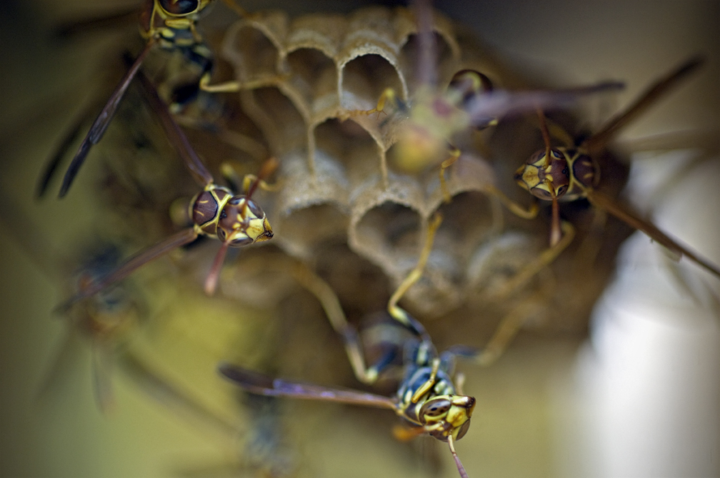 Paper Wasps Project Noah