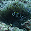 Wide-banded Anemonefish