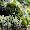 Trumpet lichen