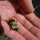 Common Eastern Bumble Bee
