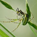 Orchard orbweaver eating a Polished lady beetle larva (eating an aphid!)