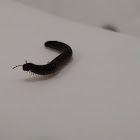 Portuguese millipede