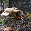 Poplar mushroom