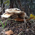 Poplar mushroom