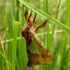 Common Splendid Ghost Moth-female