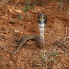 Indian spectacle cobra juvenile