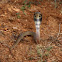 Indian spectacle cobra juvenile