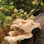 Oyster mushroom