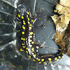 Spotted salamander