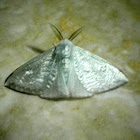 Lymantrid moth.
