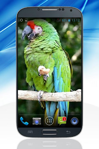 Parrot Live Wallpaper