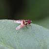 Syrphid Fly (Male)
