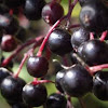 Black Elder (berries)