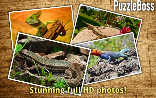 【免費休閒App】Lizard Jigsaw Puzzles-APP點子