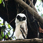 spectacled owl [ juvenile]