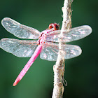 Dragonfly