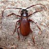 Long-horned Beetle