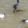 Lesser Scaup