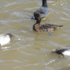 Lesser Scaup