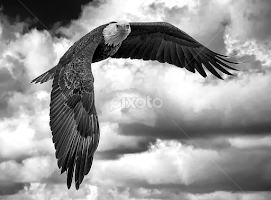 LeClaire Eagle by Ron Meyers - Black & White Animals